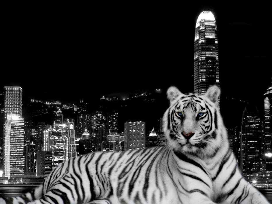 Landschaft,Tigers,Tiere