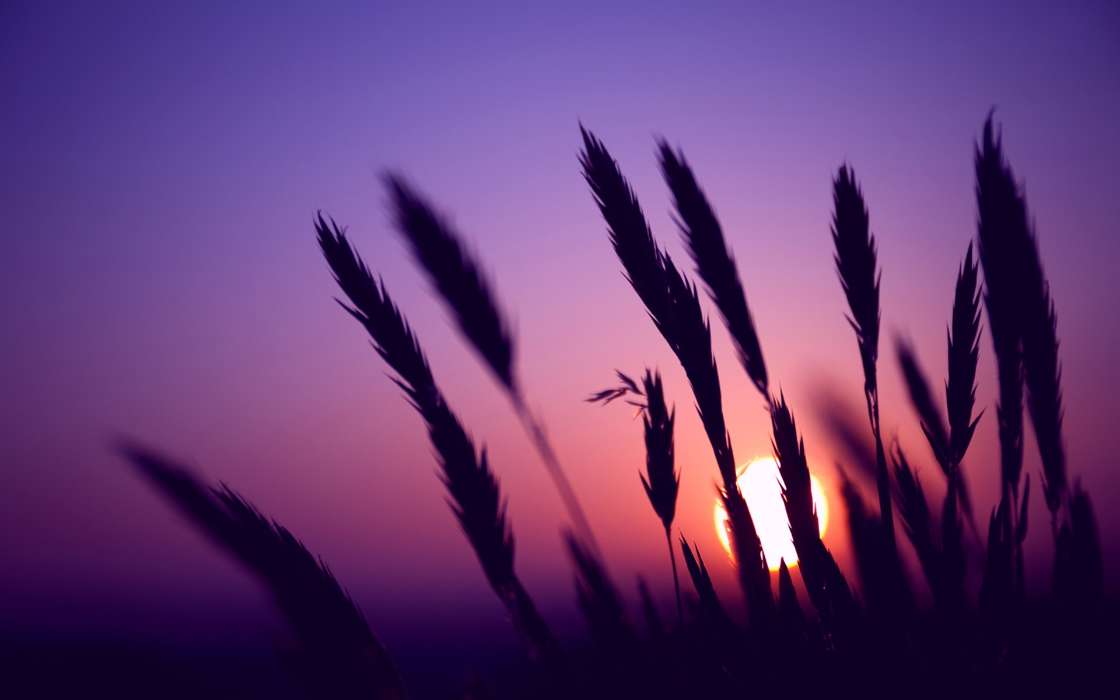 Landschaft,Sunset,Grass