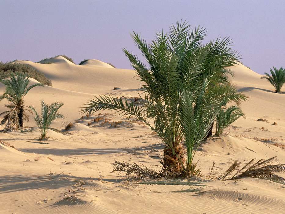 Pflanzen,Sand,Wüste,Bush