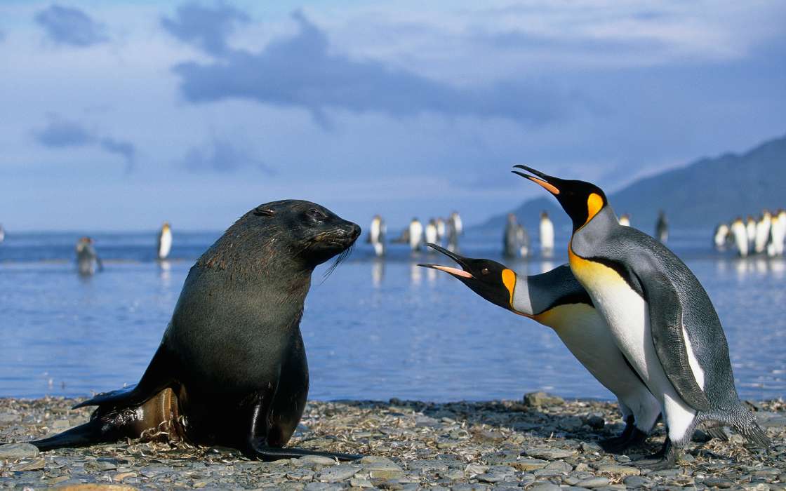 Pinguins,Vögel,Seals,Tiere