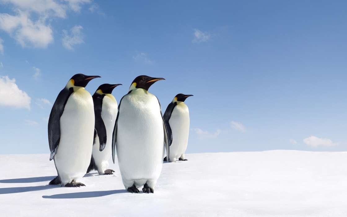 Pinguins,Vögel,Tiere