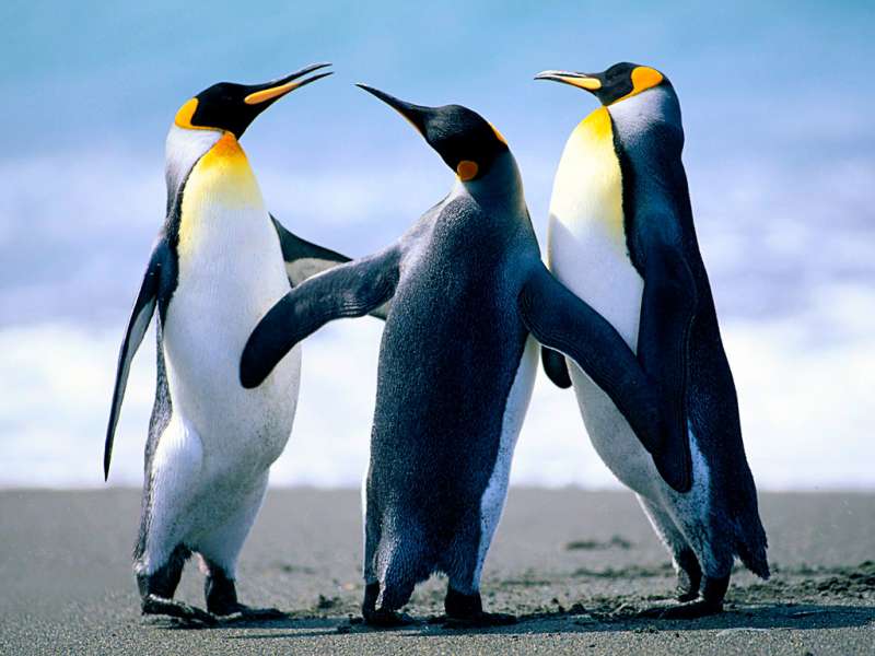 Pinguins,Vögel,Tiere