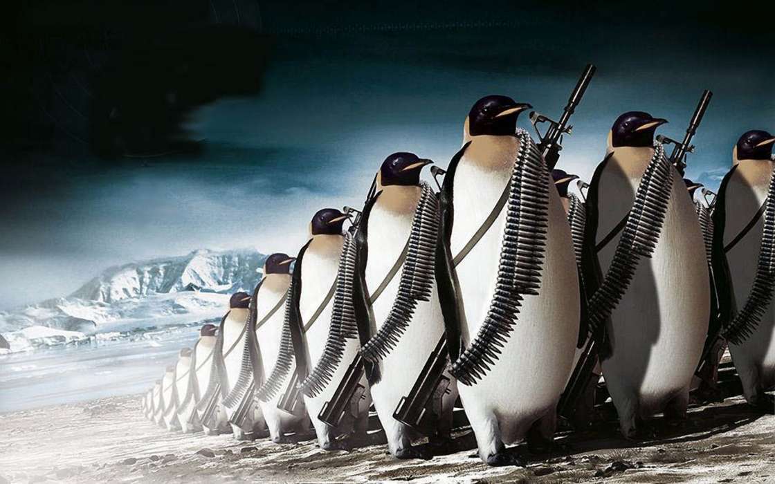 Pinguins,Bilder,Tiere