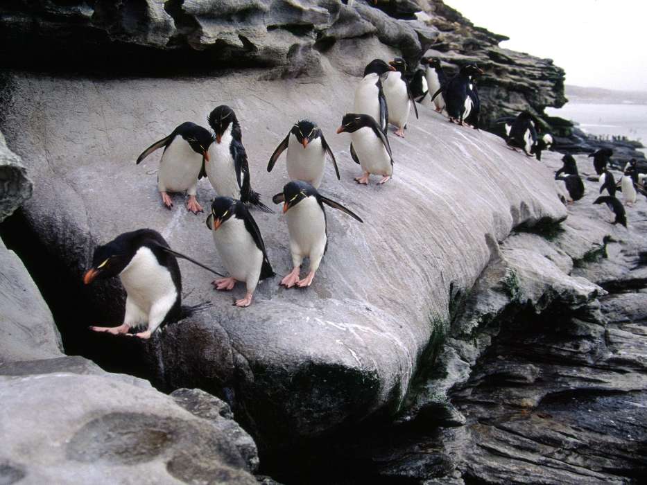 Tiere,Pinguins