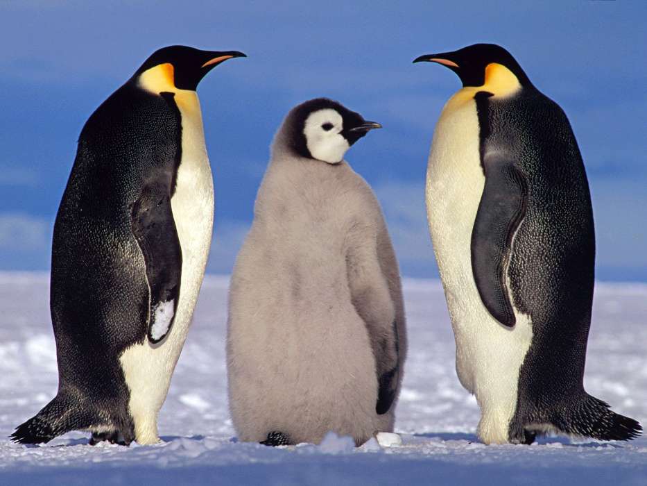 Tiere,Winterreifen,Pinguins