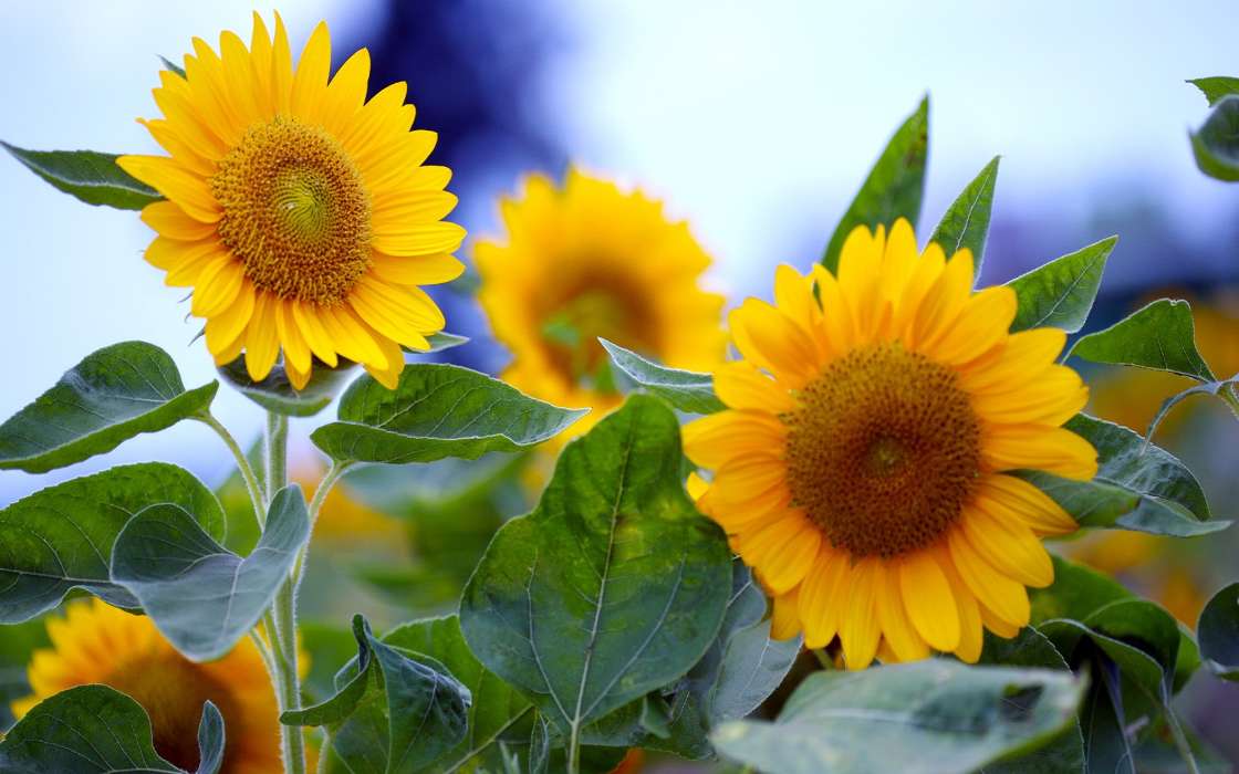 Sonnenblumen,Pflanzen