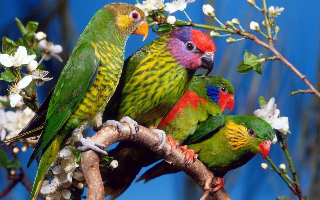 Papageien,Vögel,Tiere