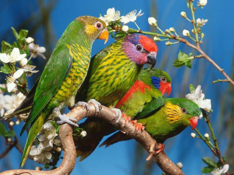 Papageien,Vögel,Tiere