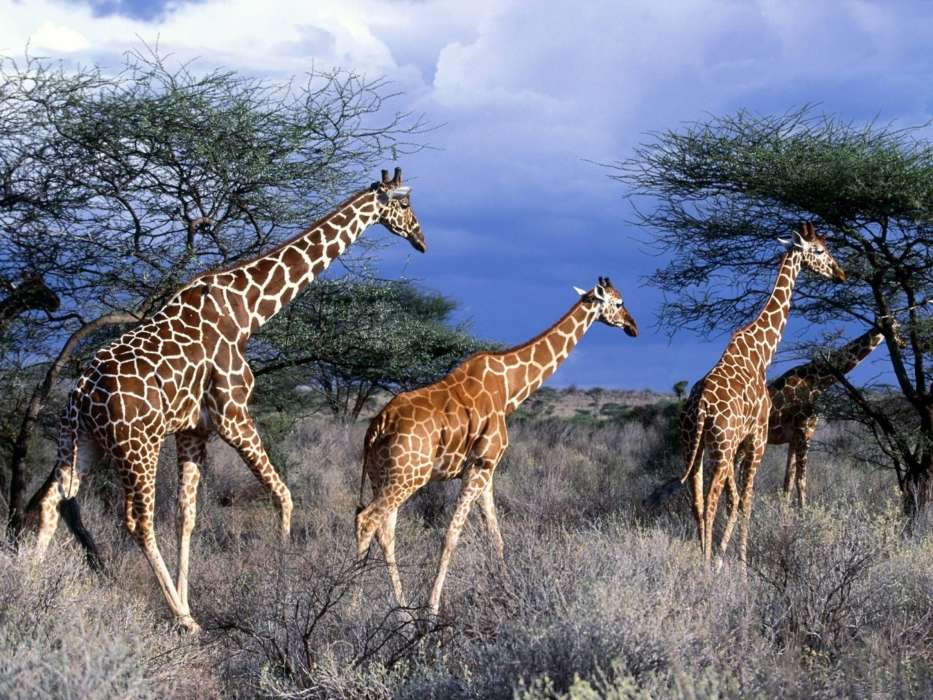 Natur,Giraffen,Tiere