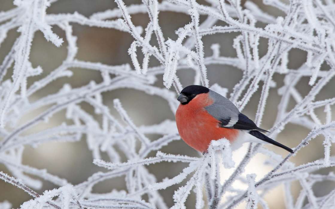 Tiere,Vögel,Schnee