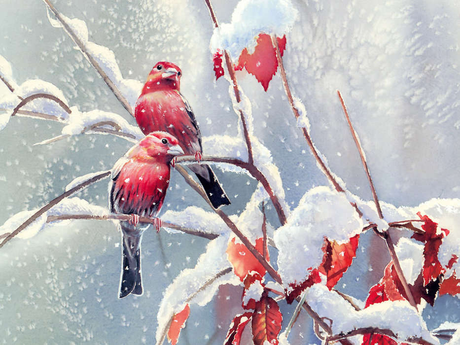 Tiere,Winterreifen,Vögel,Schnee,Bilder