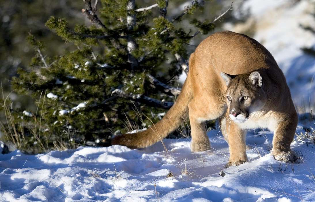 Tiere,Winterreifen,Puma