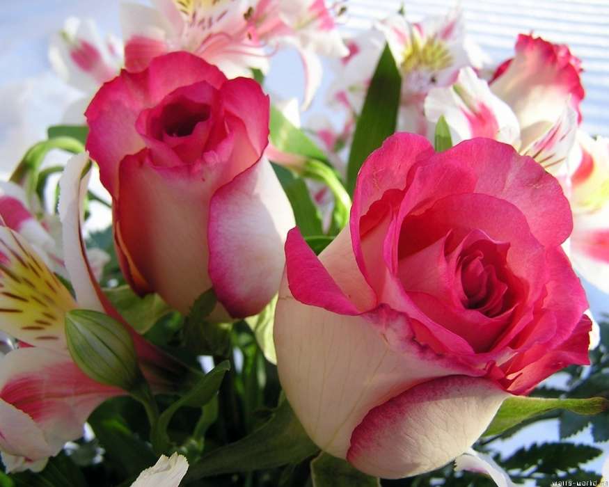 Pflanzen,Blumen,Roses,Postkarten,8. März Internationaler Frauentag