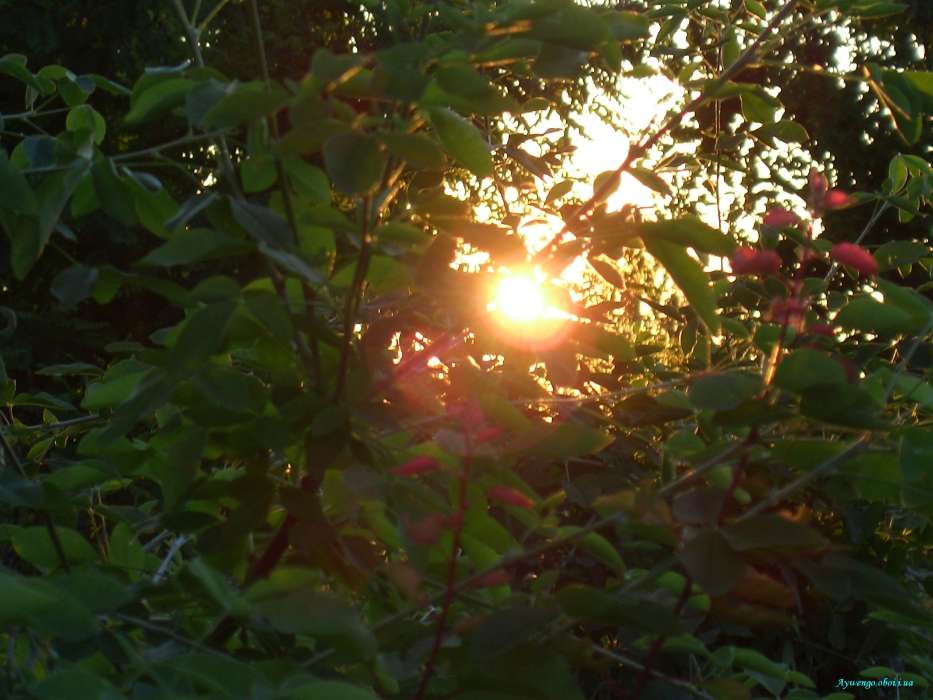 Pflanzen,Sunset,Sun