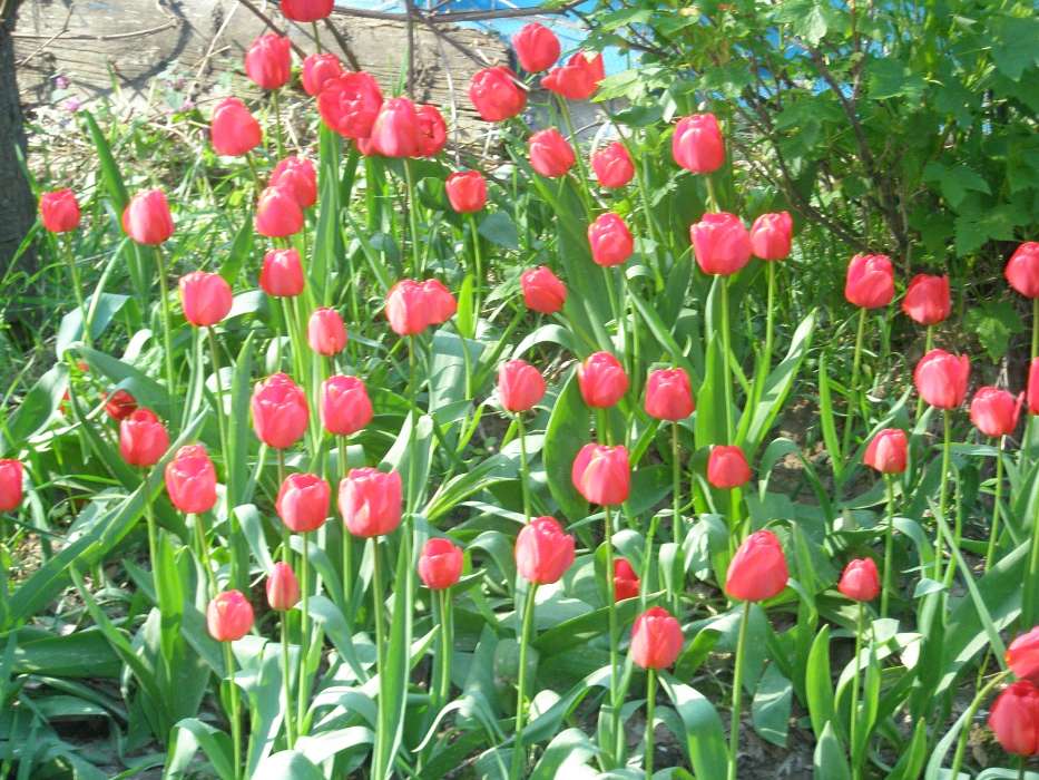 Pflanzen,Tulpen