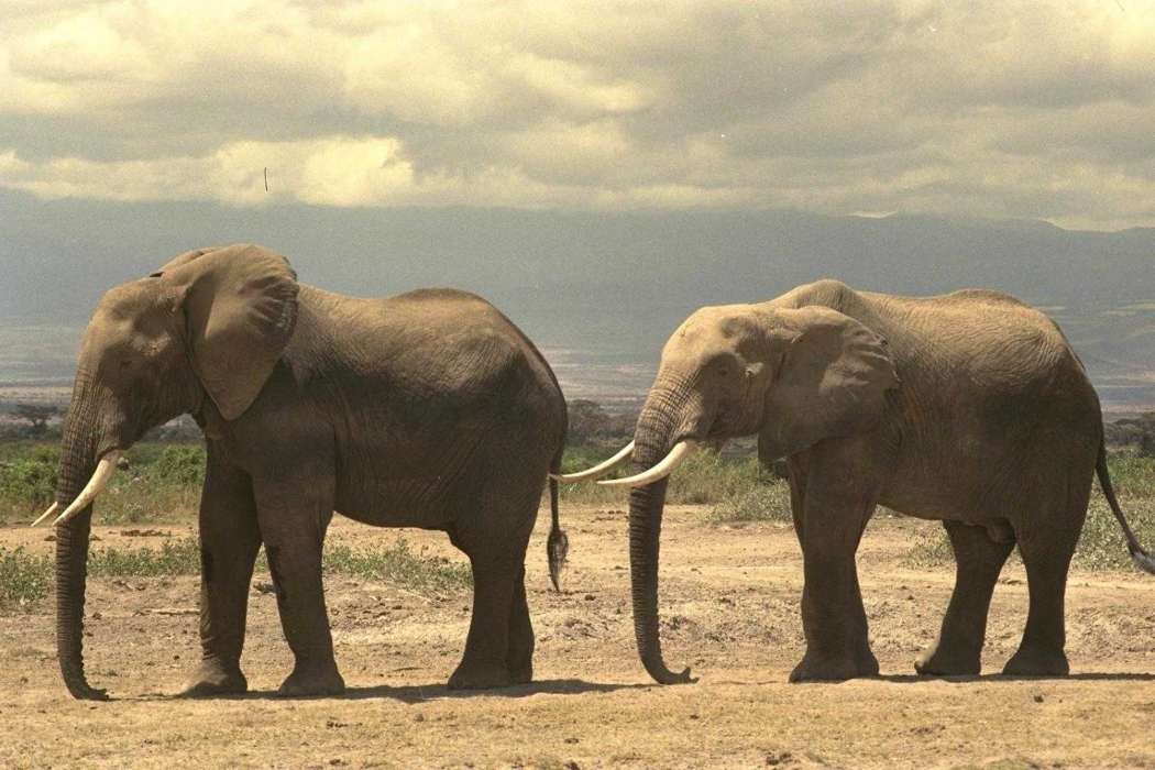 Tiere,Elephants