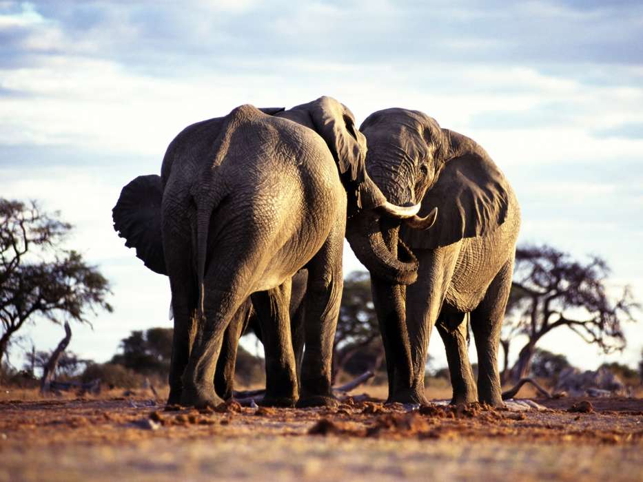 Elephants,Tiere