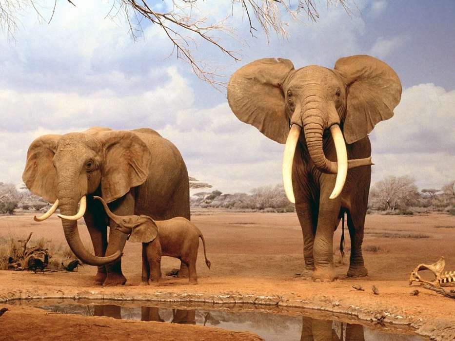 Elephants,Tiere