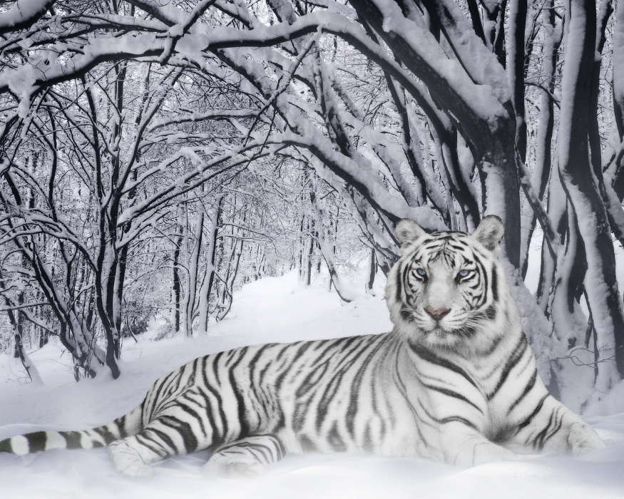 Tiere,Winterreifen,Tigers,Schnee