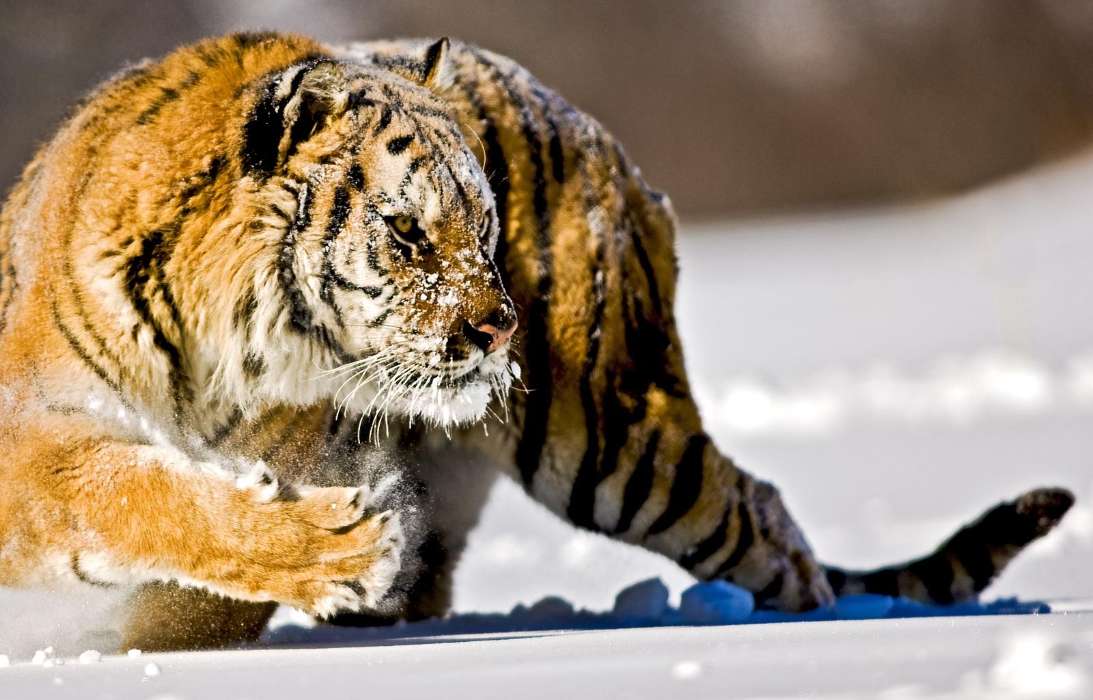 Tiere,Winterreifen,Tigers,Schnee