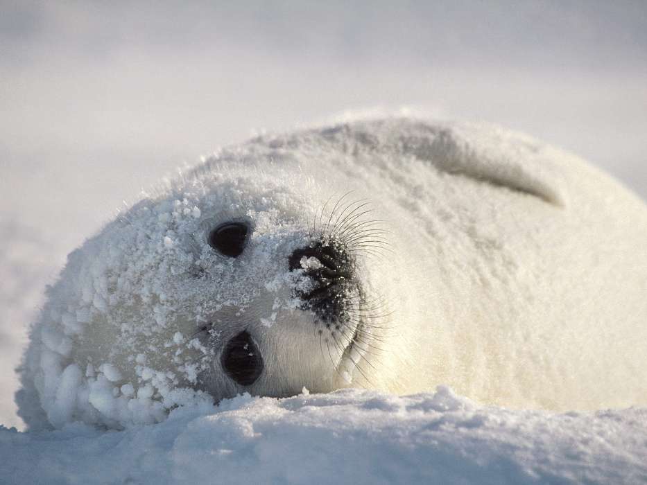 Tiere,Schnee,Seals