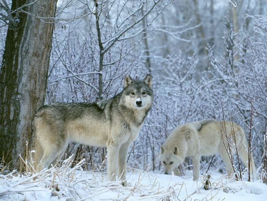 Tiere,Wölfe,Winterreifen,Schnee