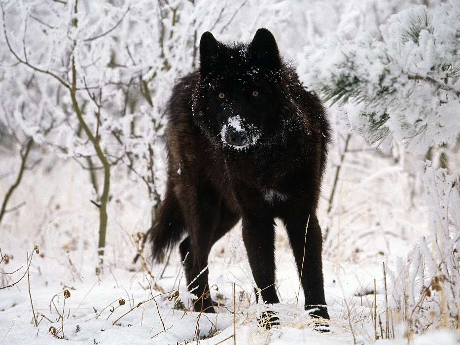 Tiere,Wölfe,Winterreifen,Schnee