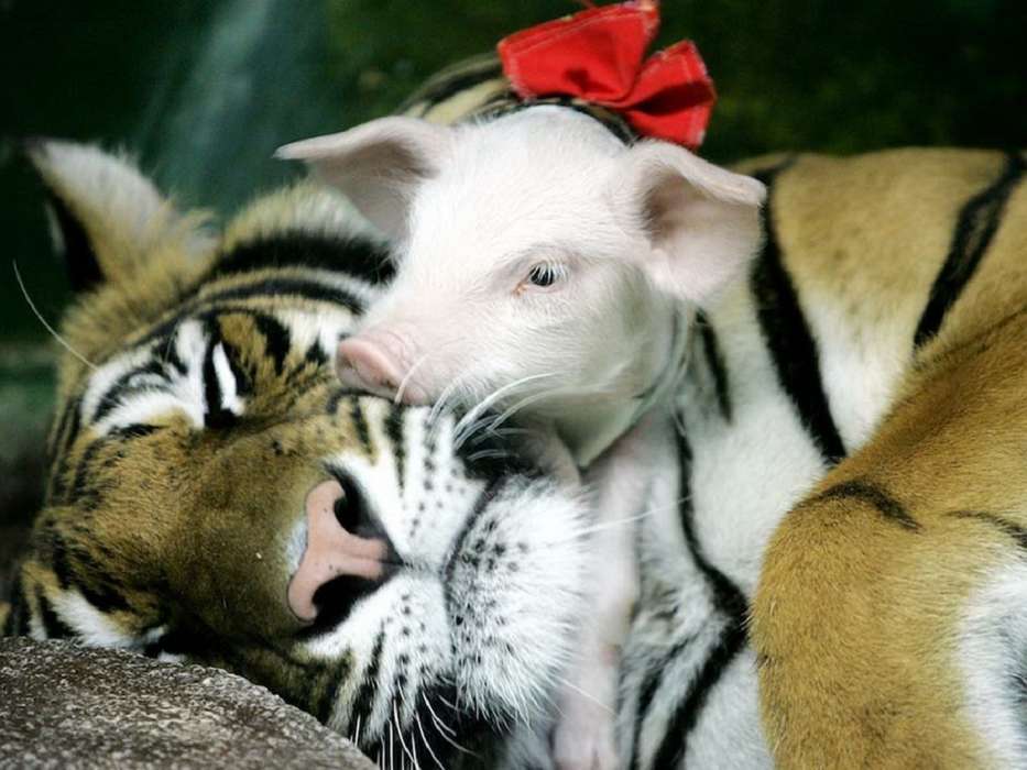 Schweine,Tigers,Tiere