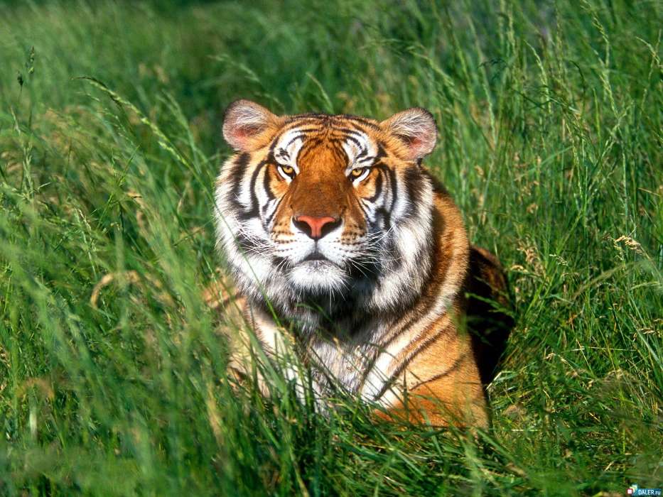 Tiere,Grass,Tigers