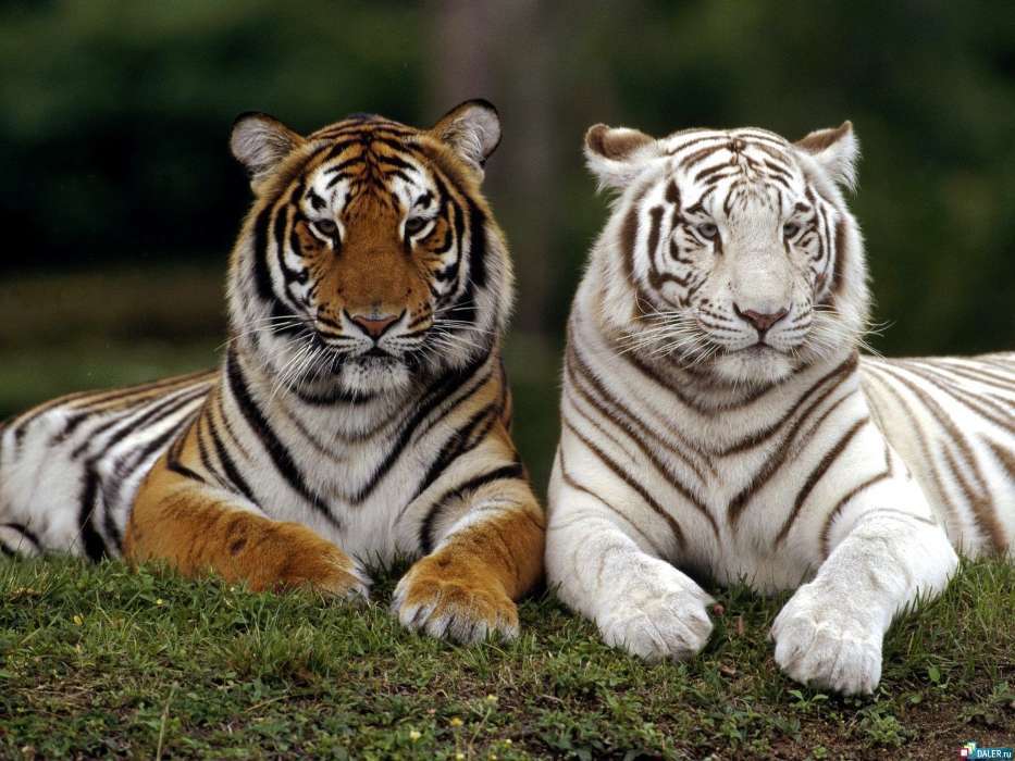 Tiere,Tigers