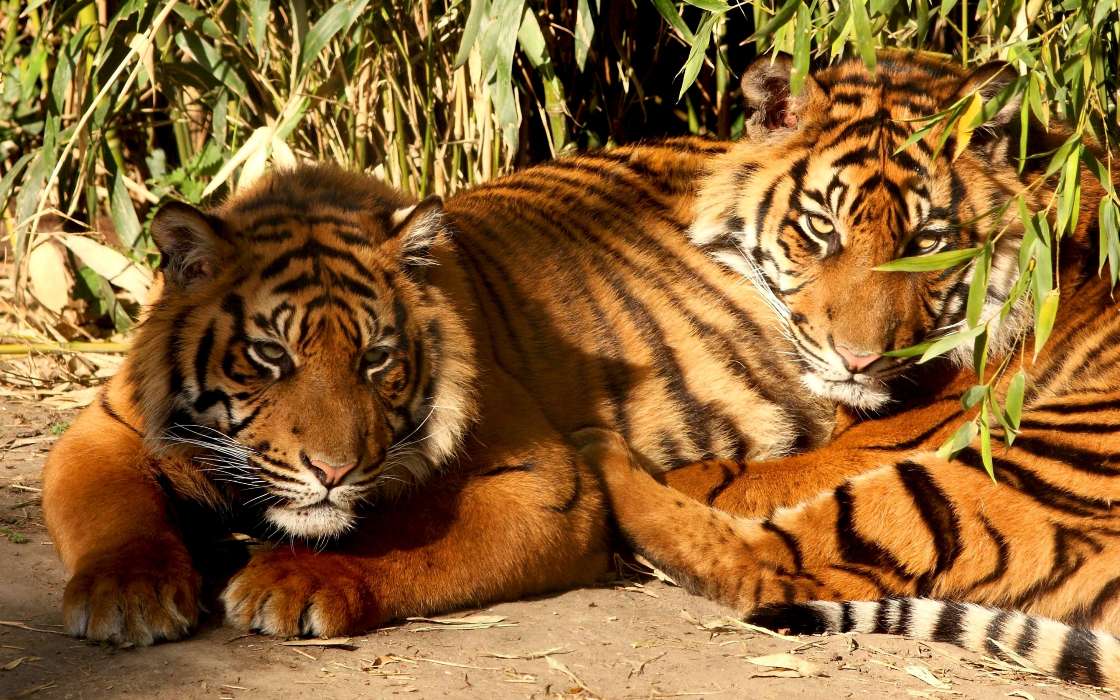 Tigers,Tiere