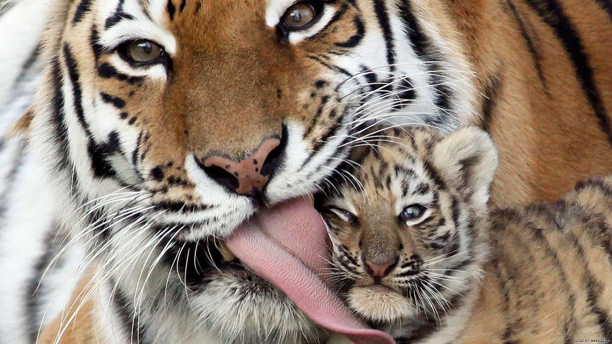Tigers,Tiere