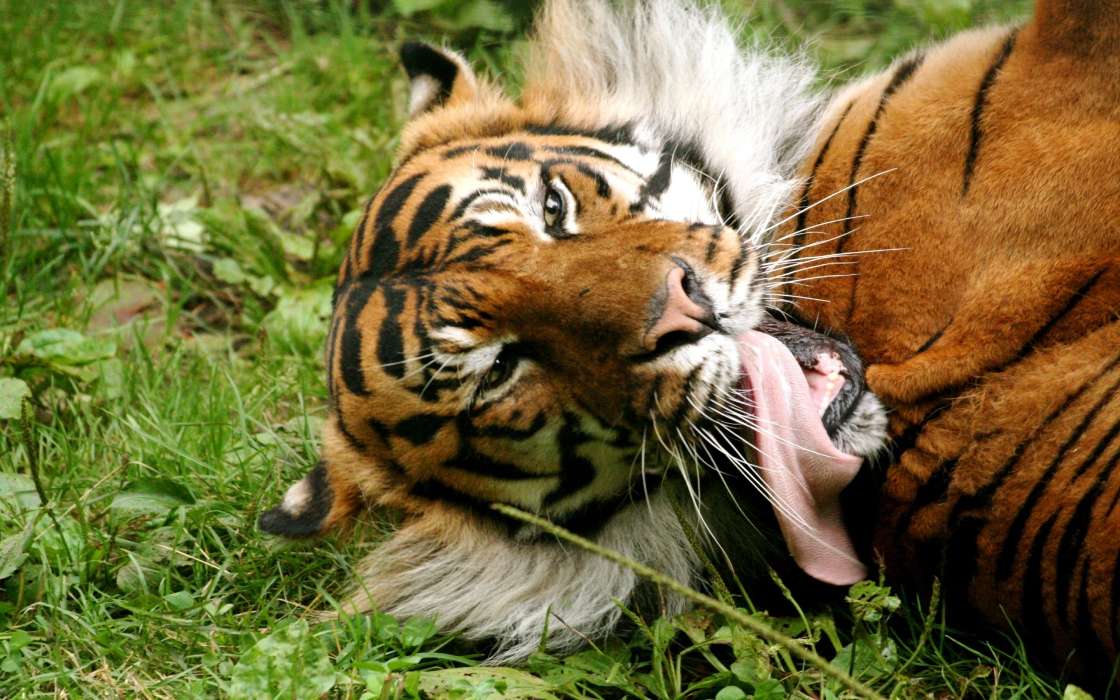 Tiere,Tigers
