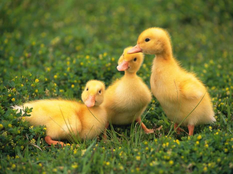 Ducks,Tiere