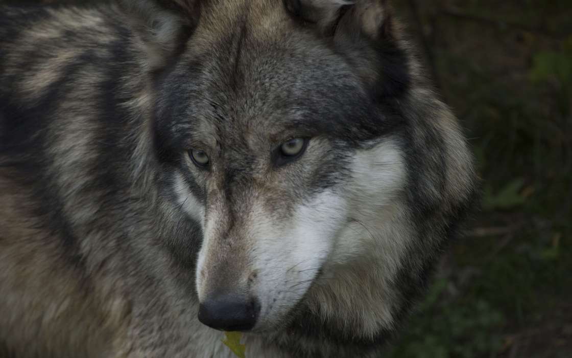 Tiere,Wölfe