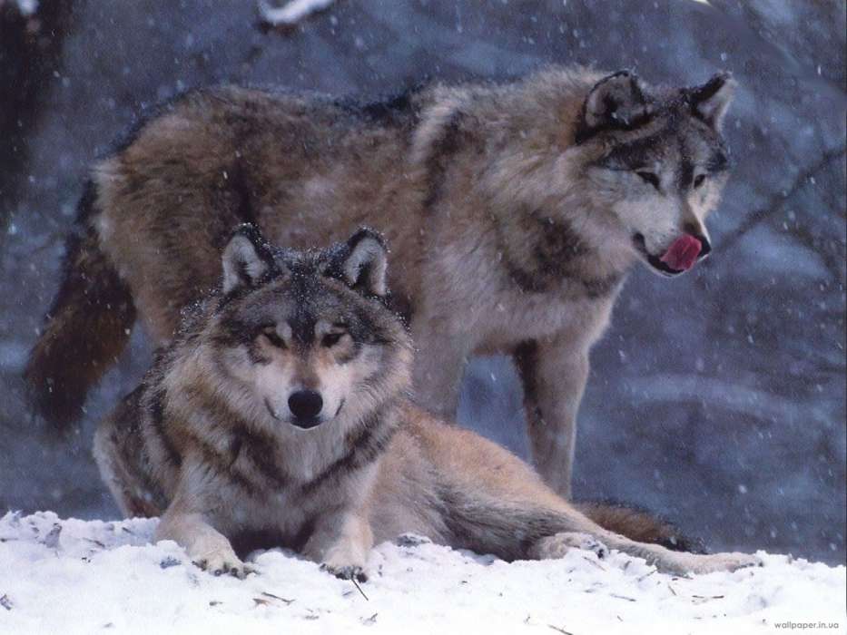 Tiere,Wölfe,Winterreifen