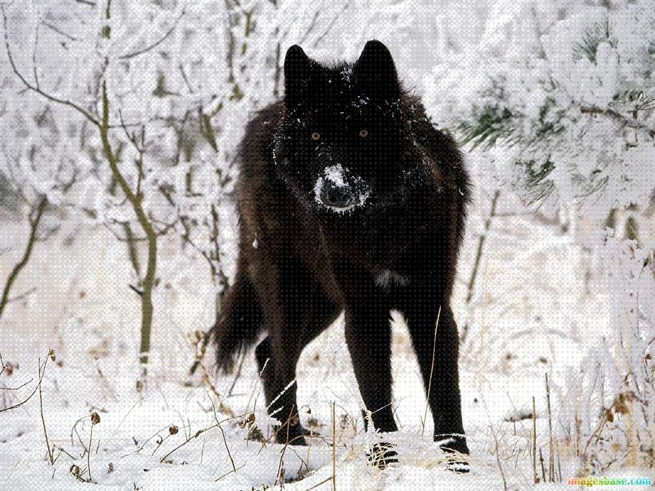 Tiere,Wölfe,Winterreifen