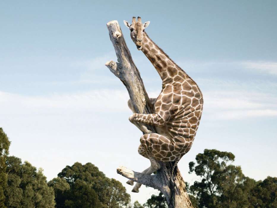Humor,Giraffen,Tiere