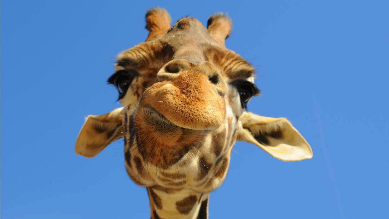 Humor,Tiere,Giraffen