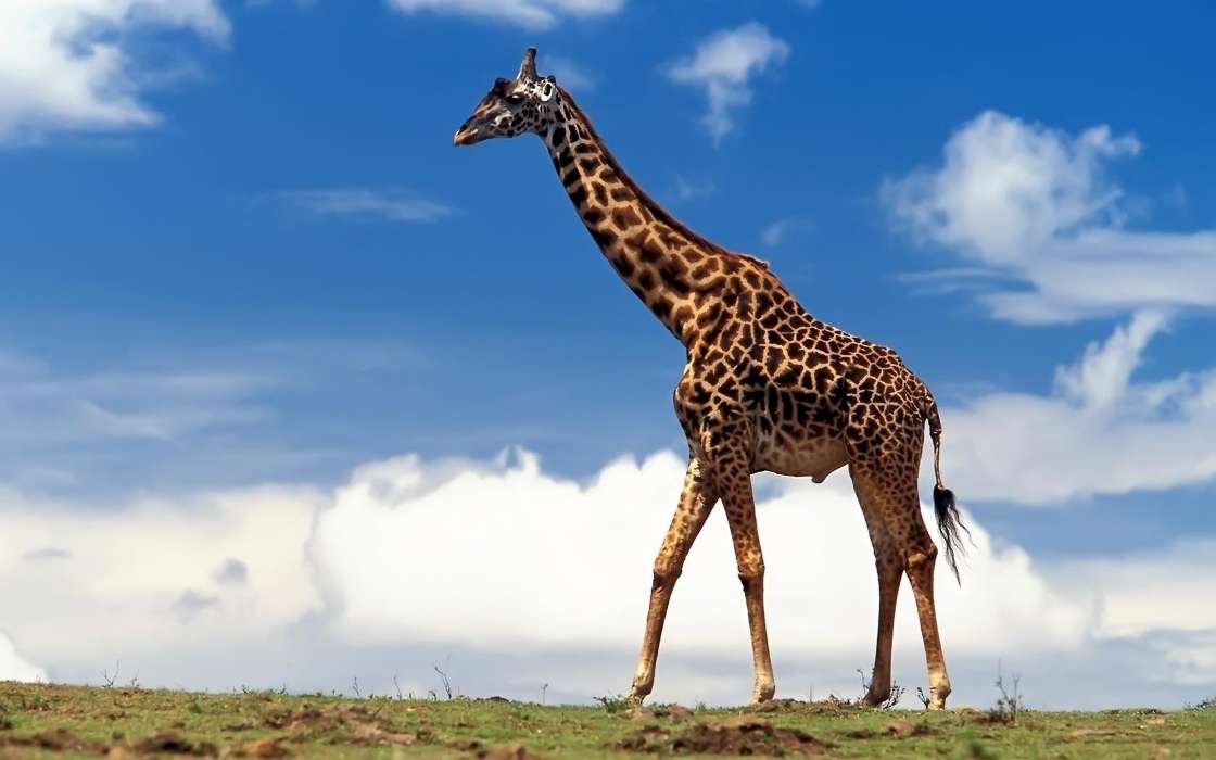 Tiere,Giraffen
