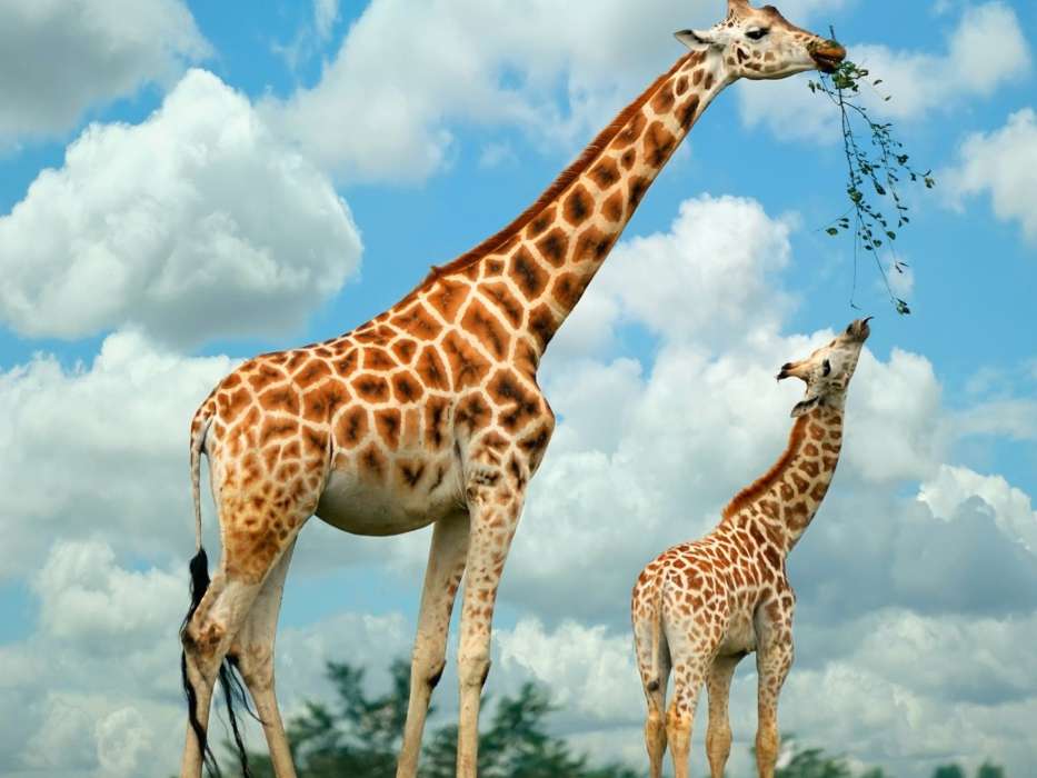 Giraffen,Tiere