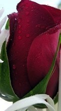 Lade kostenlos Hintergrundbilder Pflanzen,Blumen,Roses,Postkarten,Drops,8. März Internationaler Frauentag für Handy oder Tablet herunter.