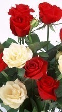 Lade kostenlos Hintergrundbilder Pflanzen,Blumen,Roses,Postkarten,8. März Internationaler Frauentag für Handy oder Tablet herunter.