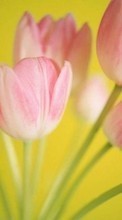 Lade kostenlos 128x160 Hintergrundbilder Feiertage,Pflanzen,Tulpen,Postkarten,8. März Internationaler Frauentag für Handy oder Tablet herunter.