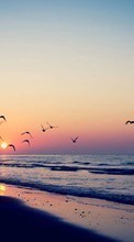 Lade kostenlos Hintergrundbilder Waves,Landschaft,Sunset,Sea,Seagulls für Handy oder Tablet herunter.