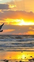 Lade kostenlos Hintergrundbilder Seagulls,Sea,Landschaft,Sunset für Handy oder Tablet herunter.
