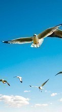 Tiere,Vögel,Sky,Seagulls für Samsung Star 2 S5260 