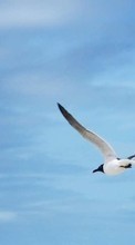 Lade kostenlos Hintergrundbilder Tiere,Vögel,Sky,Seagulls für Handy oder Tablet herunter.