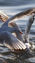 Lade kostenlos Hintergrundbilder Tiere,Vögel,Wasser,Seagulls für Handy oder Tablet herunter.