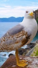 Lade kostenlos Hintergrundbilder Vögel,Seagulls,Tiere für Handy oder Tablet herunter.
